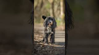 Meet Alfie 5 Years Old This Summer And Full Of Energy