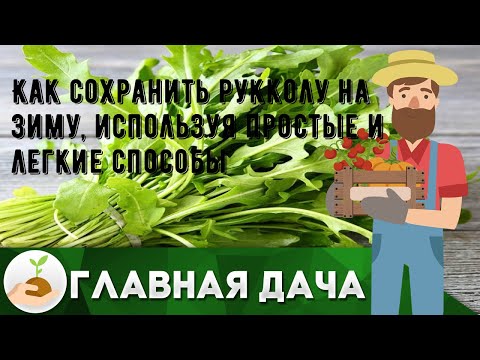 Как сохранить рукколу на зиму, используя простые и легкие способы