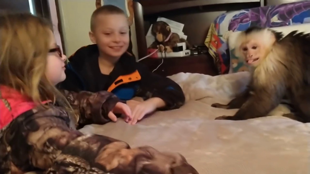 Cheeky Monkey Throws Things At Kids YouTube