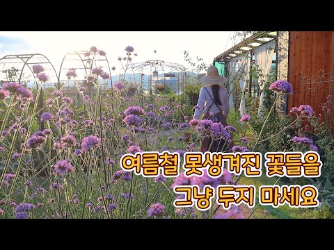 (SUB)가을 정원을 위해 여름꽃 다듬기/장미 트렐리스 설치하기