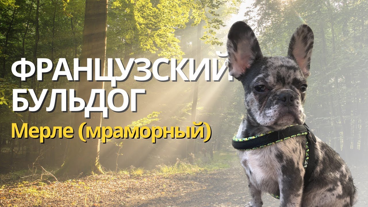 Французский бульдог мерле (мраморный) – первая прогулка с щенком - YouTube