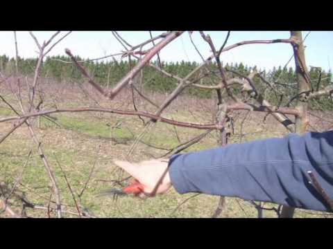 Video: Mandlipuu hooldamine: õppige mandlipuud kasvatama