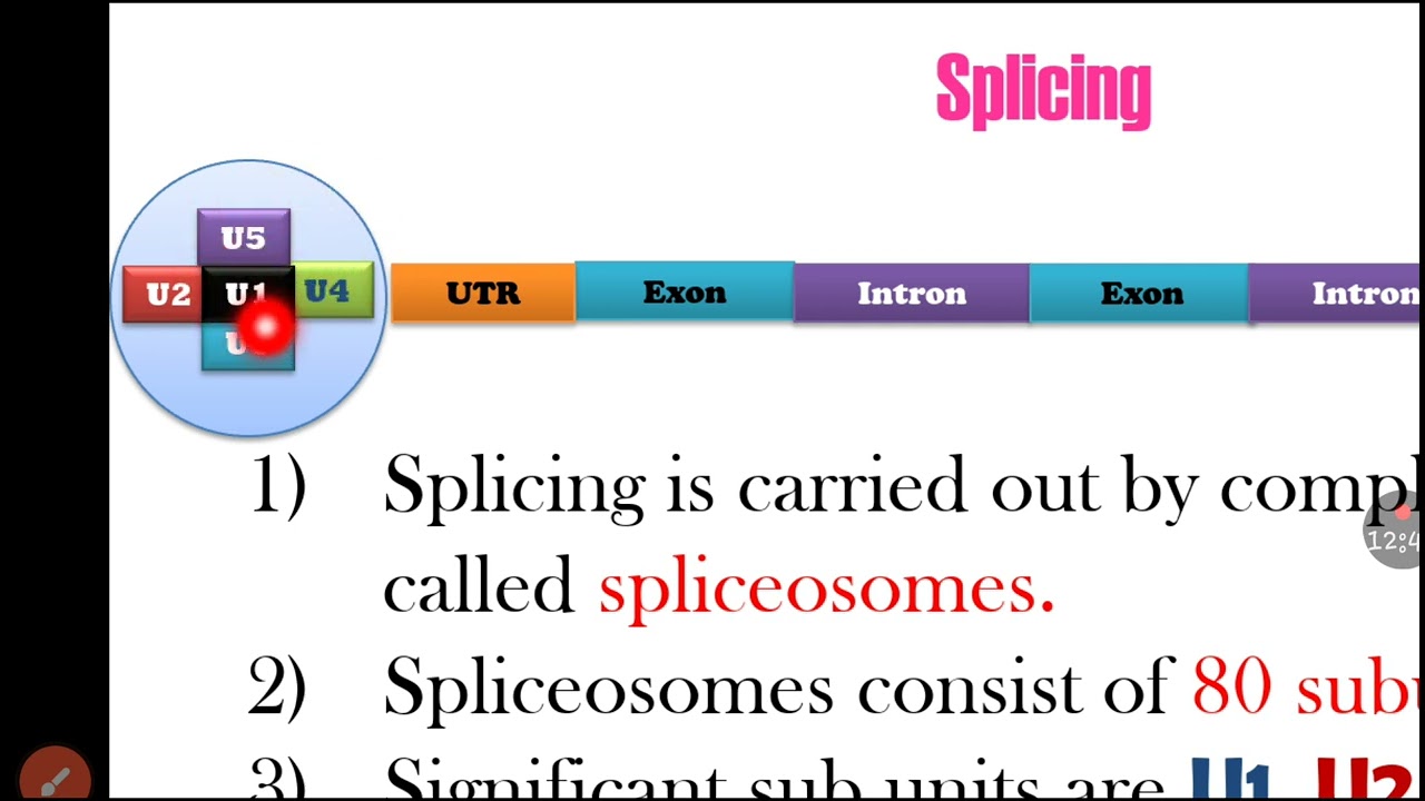 Eukaryotic mRNA processing