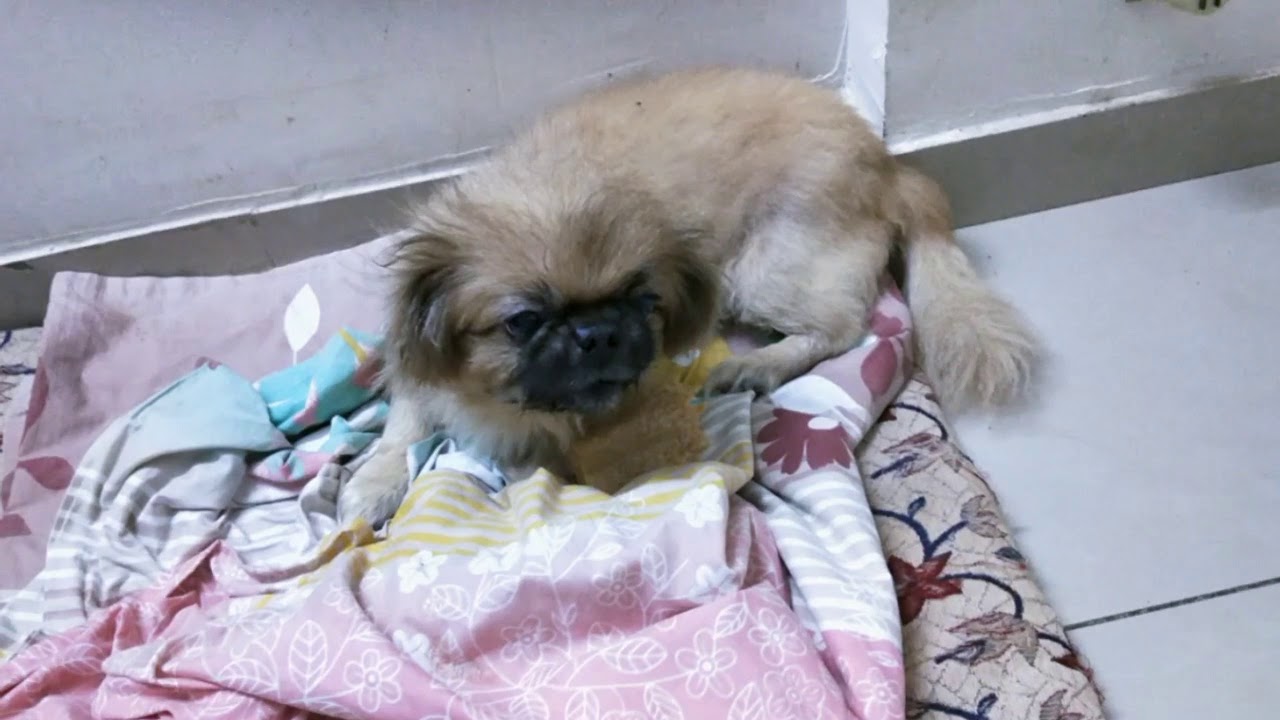 angry pekingese
