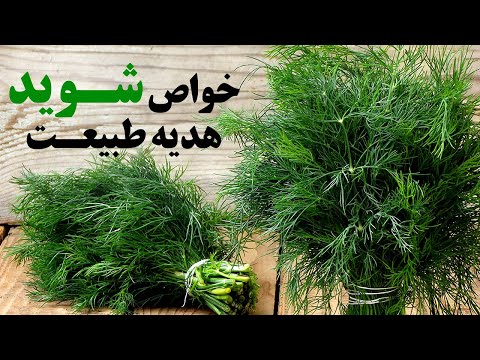 تصویری: شوید برای چه چیزی خوب است؟