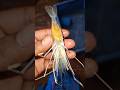 When shrimp are hatching, look at how beautiful their eggs look.#amazing_net_fishing #shorts