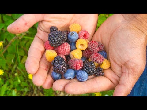 Vídeo: Colletant Loganberries: quan i com collir Loganberries