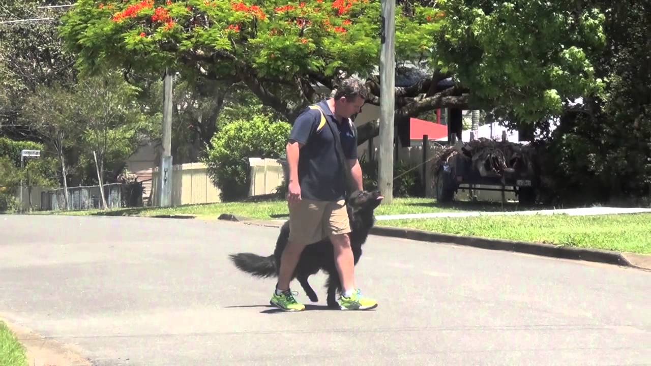 How to Walk Your Dog Bark Control Australia YouTube