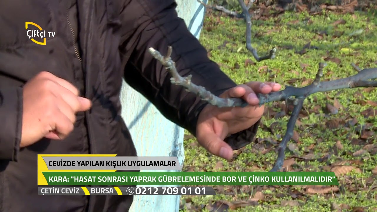 Çetin Ceviz - Cevizde Yapılan Kışlık Uygulamaların Bakımı.
