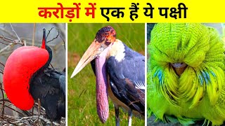 दुनिया के सबसे अनोखा पक्षी | Rarest Bird in the World | Secret Sach