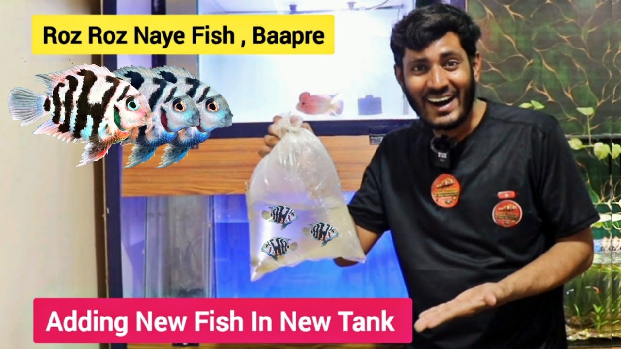 adding-polar-parrots-fish-in-new-tank-how-to-breed-polar-parrots-fish