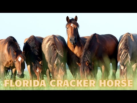 Video: Florida Cracker Kůň Kůň Plemeno Hypoalergenní, Zdraví A životnost