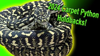 2024 Carpet Python Holdbacks! Net Worth