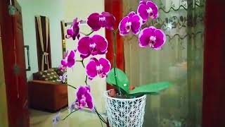 BEAUTIFUL ORCHID FLOWERS||Angrek Bulan #orchid