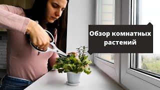 Обзор комнатных растений. Что стало с посаженными семенами