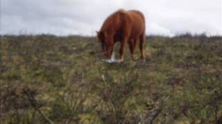 horses and ponies on the moor