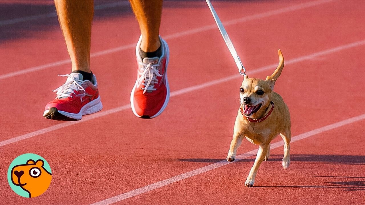 Overlooked Chihuahua Becomes Dad