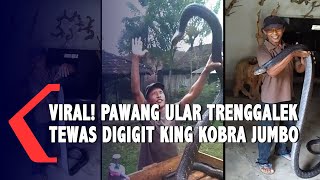 Viral King Kobra Jumbo Trenggalek Gigit Sang Pemilik Hingga Tewas