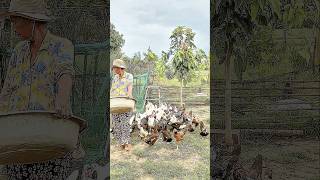Feeding Frenzy: Watch these Muscovy Ducks Go Wild for Food! 🦆🌾 #farmlife #farmer #duck #rurallife