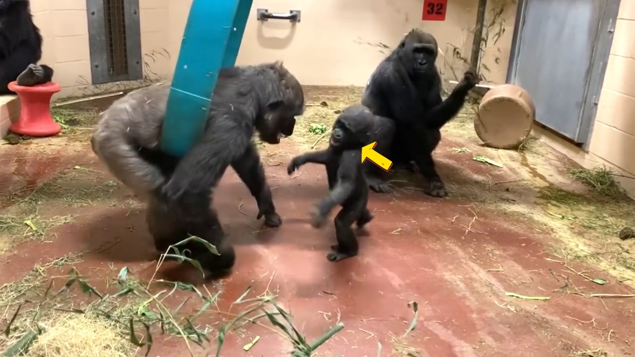 This Gorilla’s Joy Is Contagious! | Floyd’s Playful Adventures