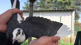 Belgian Racing Pigeons | Houben Loft Idea | 100+ Bird Flock