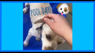 Pool Day with OLLY!