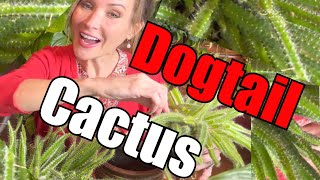 Repot and Propagate a Dog Tail Cactus | Easy Proven Propagation Strategy! Grow a New PlantToday!