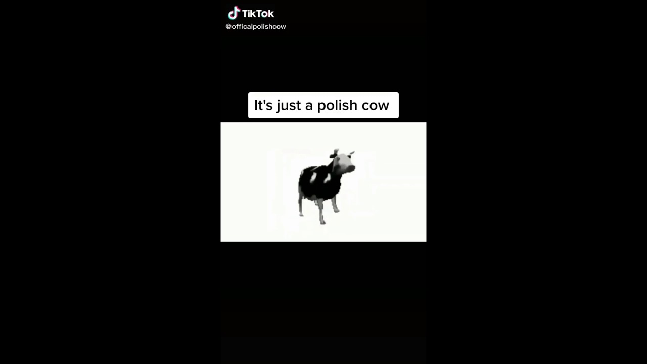 Polish cow текст