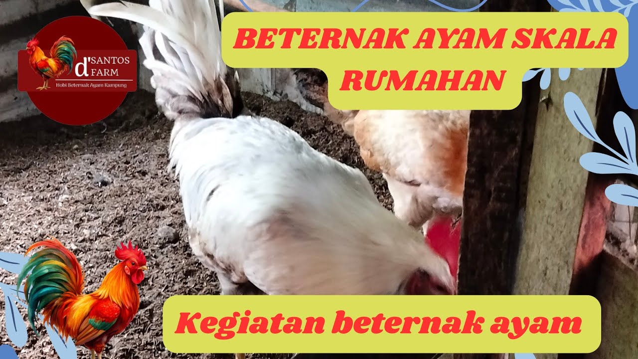 KEGIATAN PAGI DAN SORE HARI DI KANDANG AYAM 