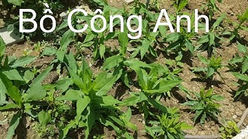Cây Bồ Công Anh và những tác dụng chữa bệnh tuyệt vời | Nguyễn Viết Hòa