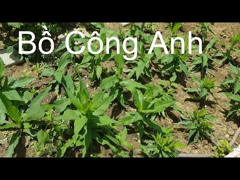 Video Cây Bồ Công Anh và những tác dụng chữa bệnh tuyệt vời... - youtube