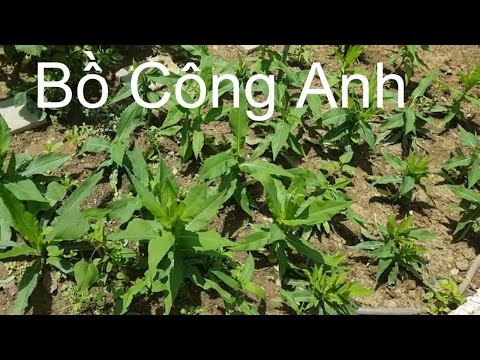 Video: Cây tầm ma và cây bồ công anh: đặc tính có lợi của cây thuốc