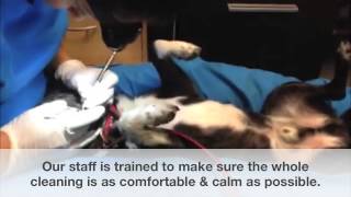 K9 Gentle Dental Doggy Clients