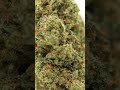 Lemon Cookie Dough - Originals CBD #cbd #herbalmedicine #hempflower #cbdflower