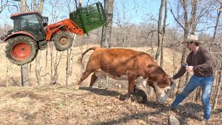 Calf catcher to the rescue!!!