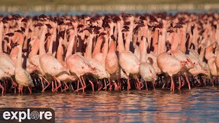 Africam Lessor Flamingos at Kamfers Dam powered by EXPLORE.org