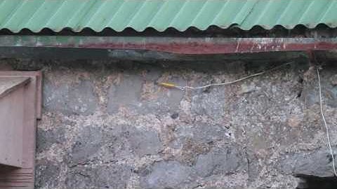 Common Swift going to roost near Tobercurry, Co. Sligo. Ireland
