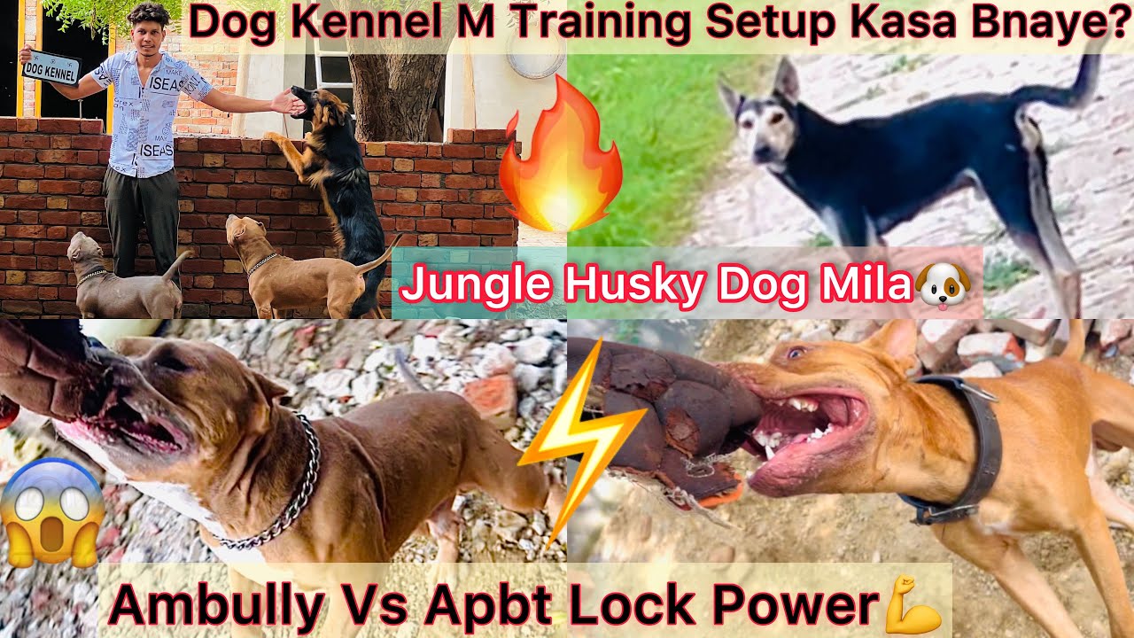 DOG KENNEL🐶Or Training💪Setup Kasa Banaye ? || Ambully Rock Vs Apbt ...