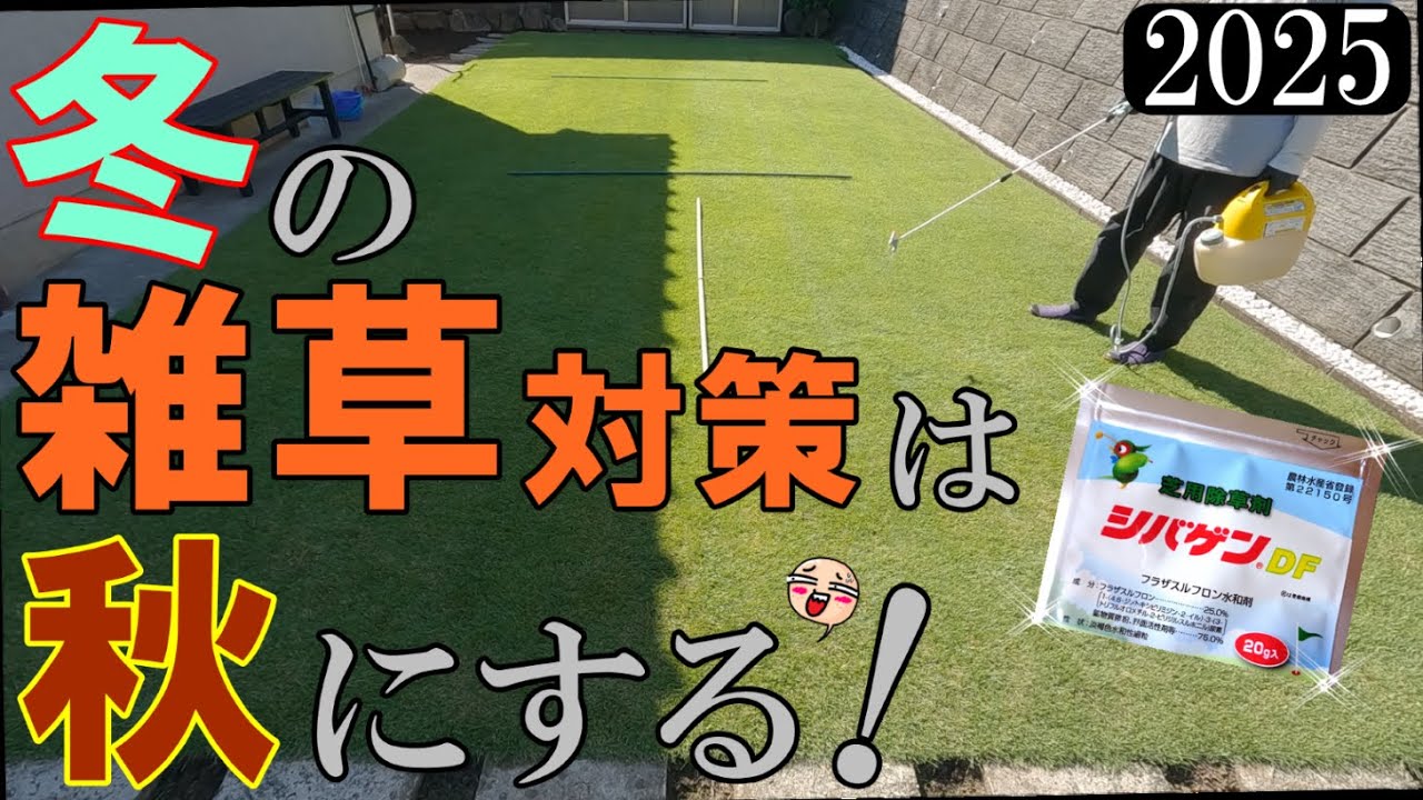 【秋の芝生の必須作業】秋にシバゲンを撒けば来年の春まで雑草知らず！今回はボヤキまくりま～す😊[2025#08]