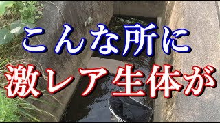 何時もの川でガサガサしてたら、とんでもない激レア生体が捕れた話