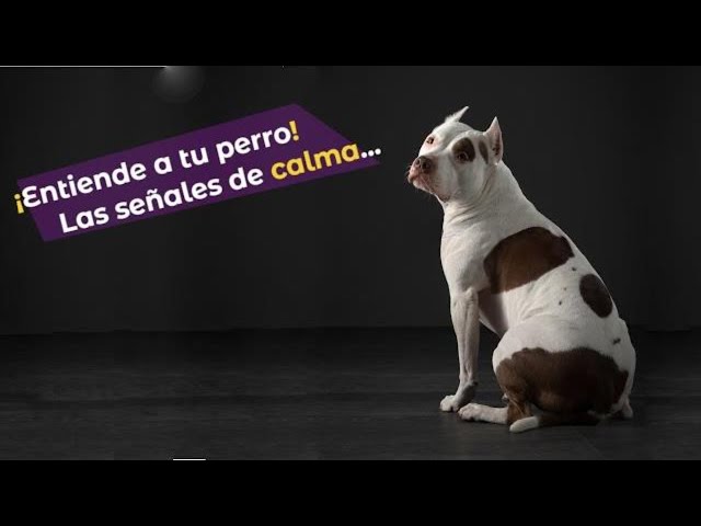 !Entiende a tu perro! - Las señales de calma