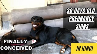 30 DAYS OLD ROTTWEILER PREGNANCY || SIGNS OR CARE || DOG PREGNANCY || PART  2 ||