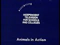 ITV SCHOOLS - ANIMALS IN ACTION: Ep4 Whales