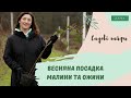 Все Що Ви Хотіли Знати про Весняну Посадку Малини та Ожини.