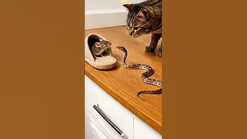 Shocking! Snake and cat surround mouse, who wins!? #cat #catandmouse #trending  #kitten #petvideos
