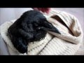 Juvenile raven rescue