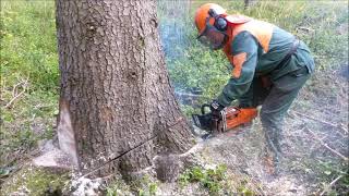 Forest job / Těžba zavětvených krajáku - Stihl 462 a Husqvarna 365 #144
