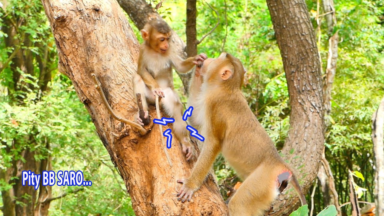 Update clip...P-o-o-r baby monkey SARO now is walk three again coz his leg is so h-u-r-t inside.