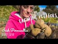 Planting Potatoes |No-Dig x Permaculture| Happy St Patricks Day