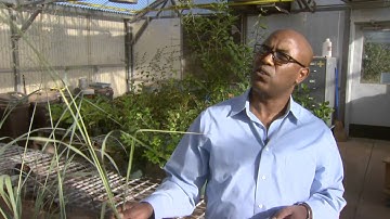 EPSCoR bioenergy focus: Million Tadege, OSU